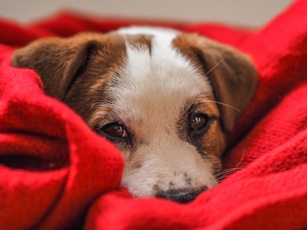 Portrait en gros plan d'un chien
