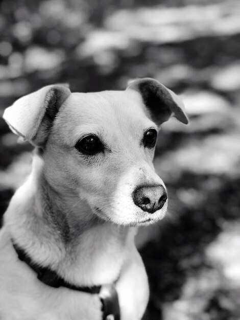 Portrait en gros plan d'un chien