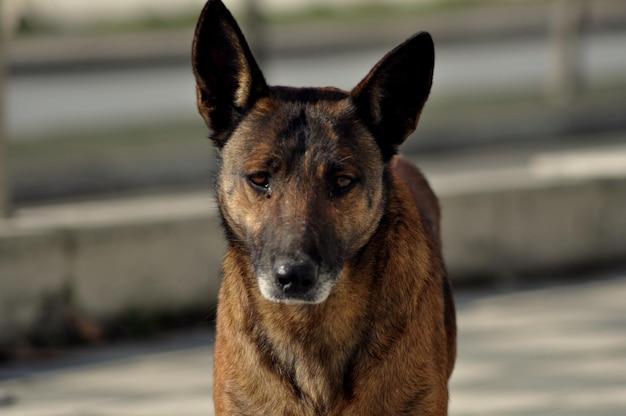 Portrait en gros plan d'un chien