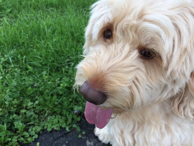 Photo portrait en gros plan d'un chien