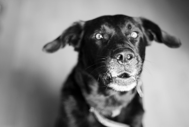 Portrait en gros plan d'un chien