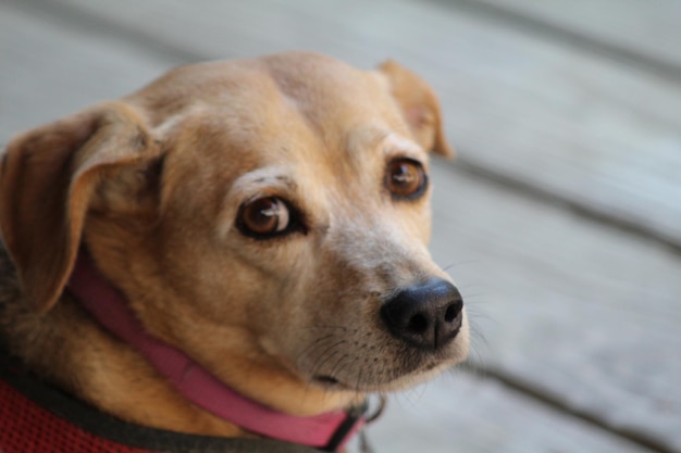 Portrait en gros plan d'un chien
