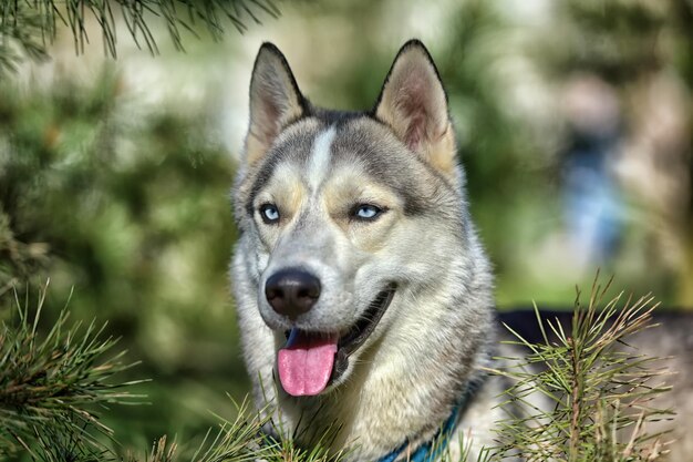 Photo portrait en gros plan d'un chien