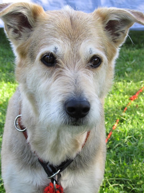 Photo portrait en gros plan d'un chien