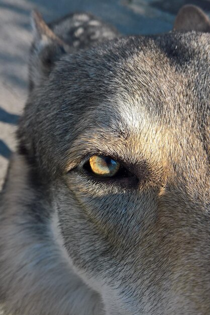 Photo portrait en gros plan d'un chien