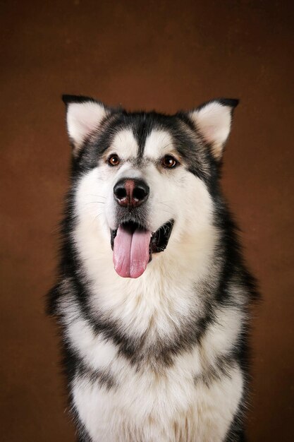 Photo portrait en gros plan d'un chien