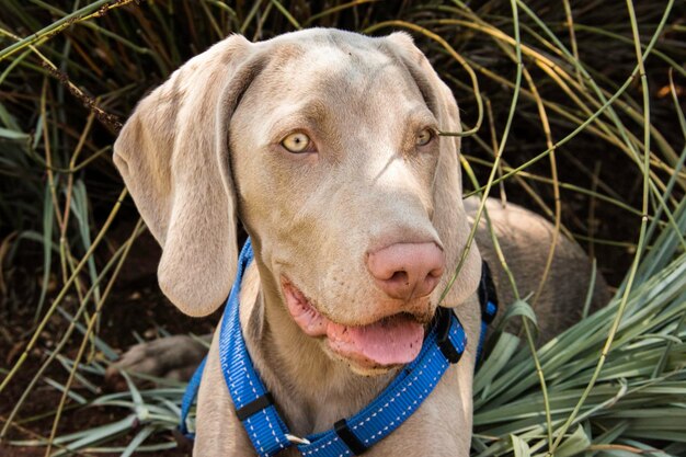 Portrait en gros plan d'un chien