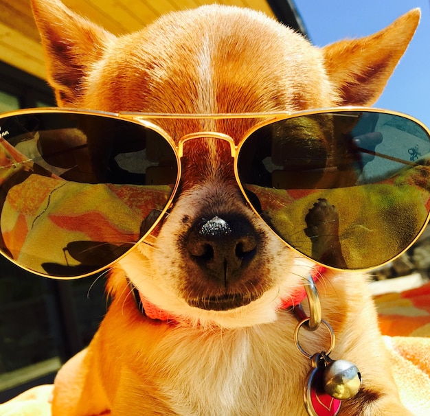 Photo portrait en gros plan d'un chihuahua portant des lunettes de soleil