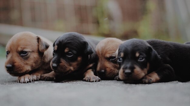 Photo portrait en gros plan d'un chiot sur le sol