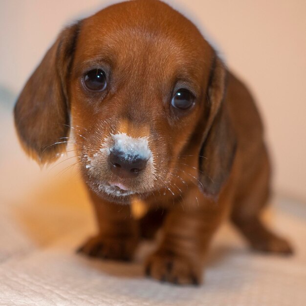 Photo portrait en gros plan d'un chiot