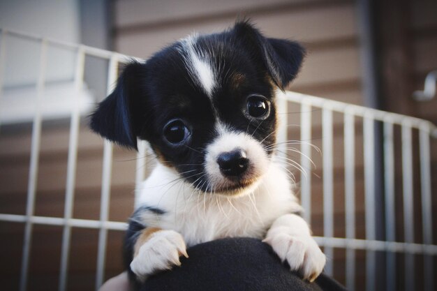 Photo portrait en gros plan d'un chiot