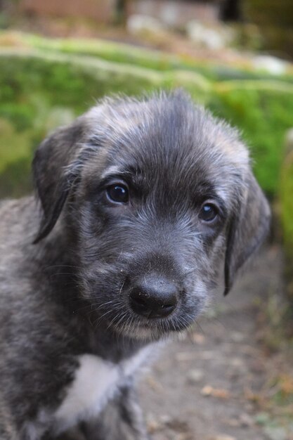 Photo portrait en gros plan d'un chiot