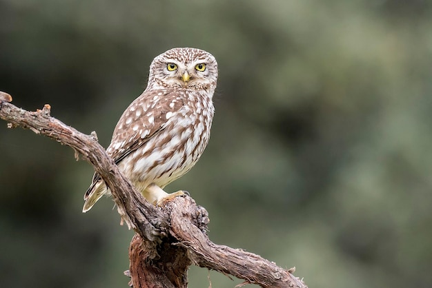 Portrait en gros plan d'une chouette perchée sur une branche