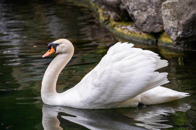 Portrait En Gros Plan D'un Cygne Blanc Sur L'eau