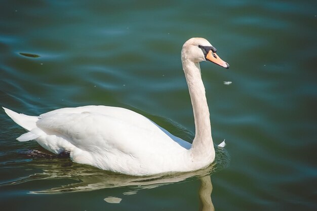 Portrait en gros plan d'un cygne nageant dans l'eau