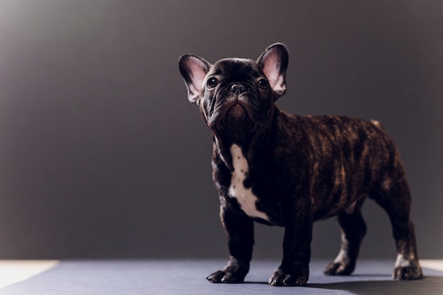 Portrait de gros plan de drôle de chien bouledogue français souri et curieusement à la recherche, vue de face, isolé