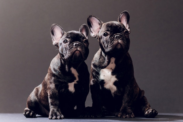 Portrait de gros plan de drôle de chien bouledogue français souri et curieusement à la recherche, vue de face, isolé