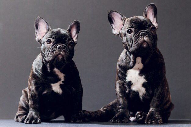 Portrait de gros plan de drôle de chien bouledogue français souri et curieusement à la recherche, vue de face, isolé