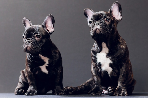 Portrait de gros plan de drôle de chien bouledogue français souri et curieusement à la recherche, vue de face, isolé