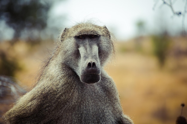 Photo portrait en gros plan du babouin