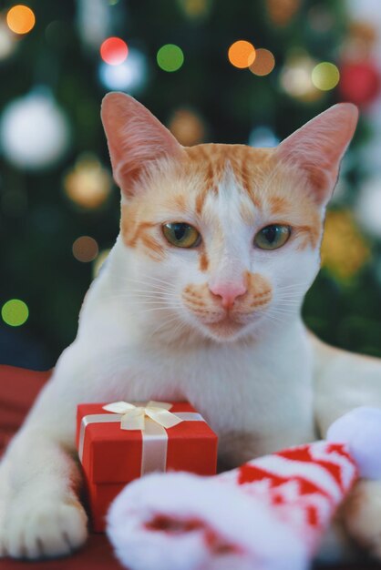 Photo portrait en gros plan du chat assis contre l'arbre de noël