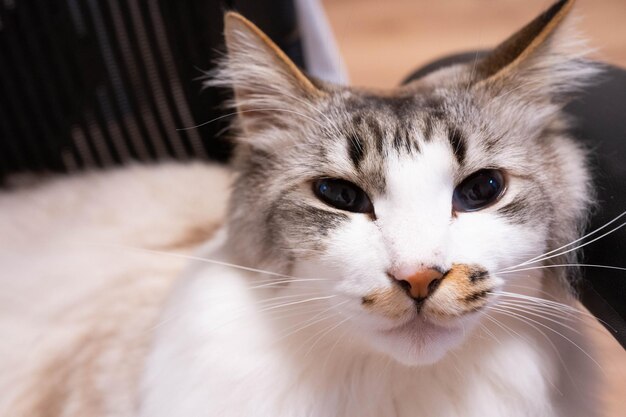 Portrait en gros plan du chat à la maison