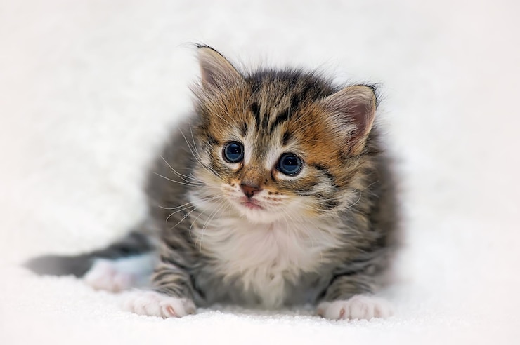 Photo portrait en gros plan du chaton