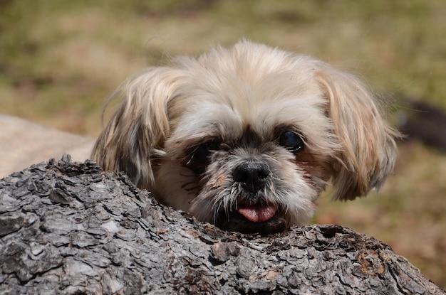 Photo portrait en gros plan du chien regardant le tronc de l'arbre