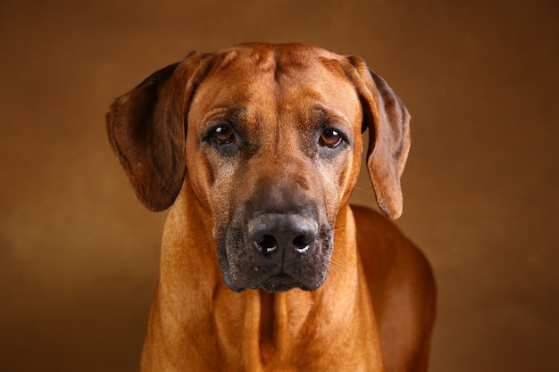 Portrait en gros plan du chien Rhodesian Ridgeback
