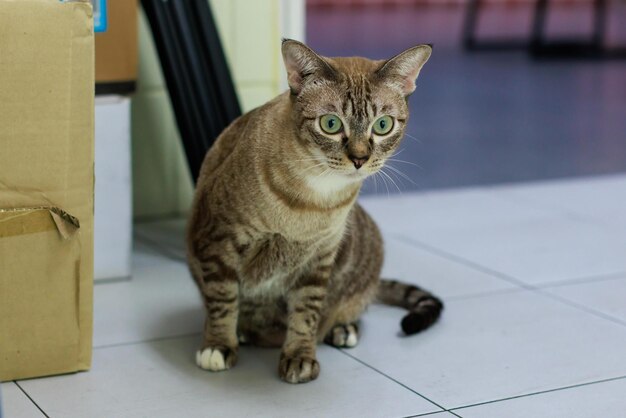 Portrait en gros plan du corps entier d'un chat domestique à rayures brunes gris à pauses matures à cheveux courts à yeux jaunes-verts posant sur le sol en regardant la caméra à l'intérieur de la maison
