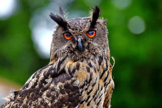 Portrait en gros plan du hibou aigle