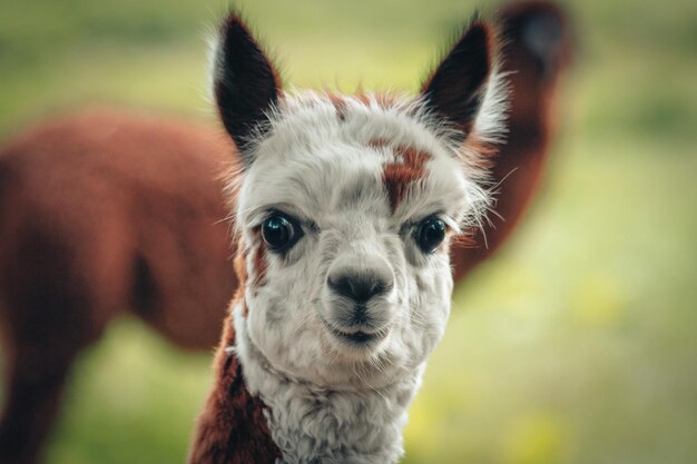 Photo portrait en gros plan du lama