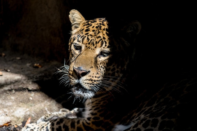 Portrait en gros plan du léopard