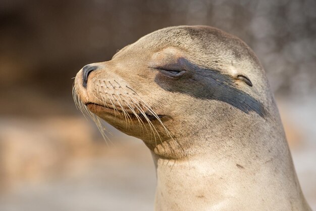 Photo portrait en gros plan du lion de mer de californie