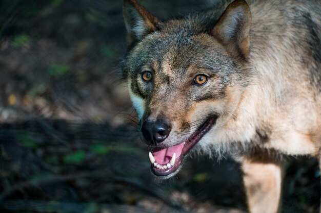 Photo portrait en gros plan du loup