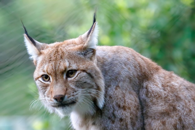 Portrait en gros plan du lynx