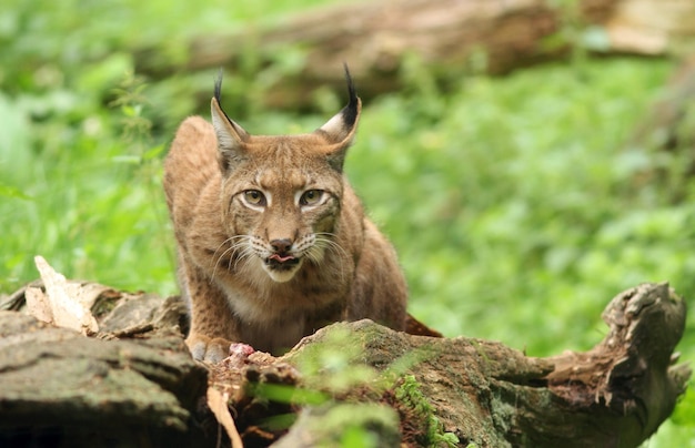 Portrait en gros plan du lynx