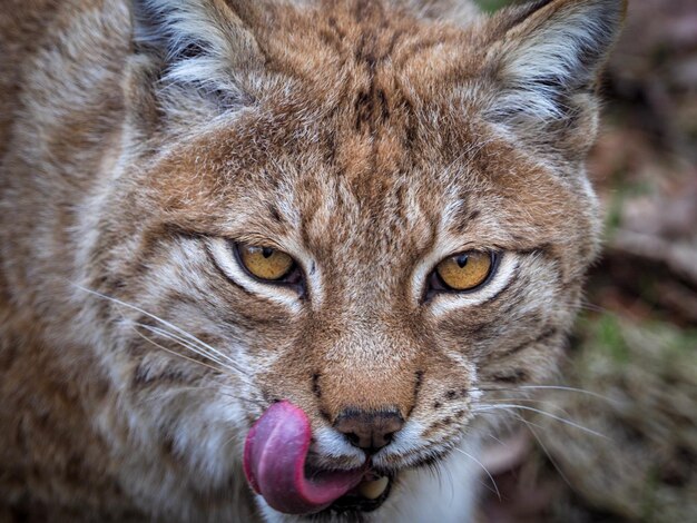 Photo portrait en gros plan du lynx