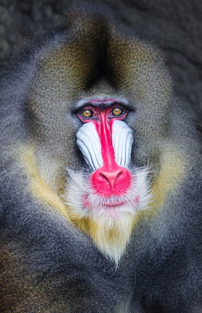 Portrait en gros plan du mandrill