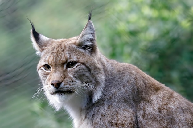 Portrait en gros plan du puma