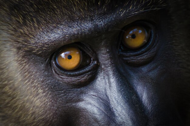 Photo portrait en gros plan du singe de forage