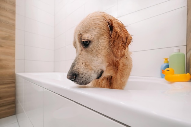 Portrait en gros plan du visage d'un adorable chien golden retriever restant dans le bain et regardant la fl...