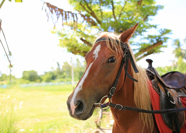 Portrait gros plan du visage d'un jeune cheval.