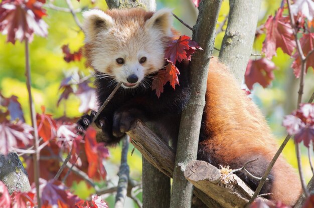 Photo portrait en gros plan d'un écureuil sur un arbre