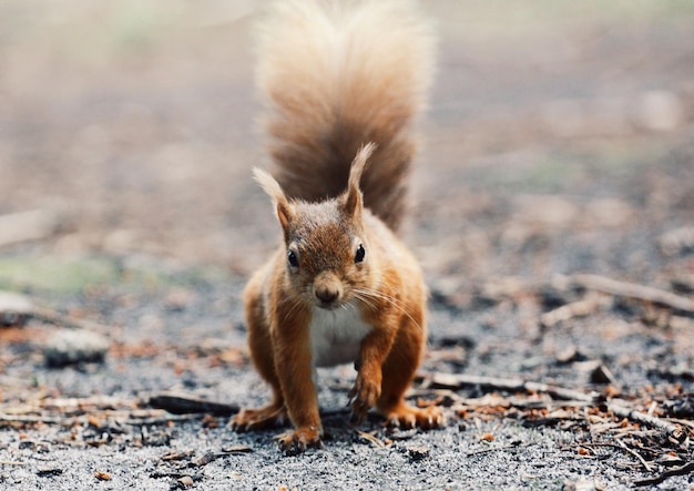 Photo portrait en gros plan d'un écureuil sur le champ