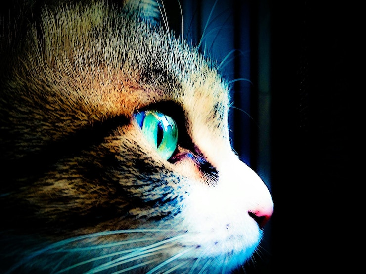Photo portrait en gros plan d'une femme