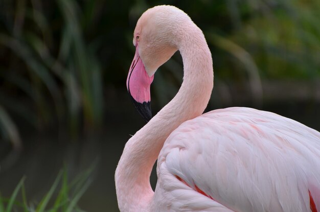 Photo portrait en gros plan d'un flamant