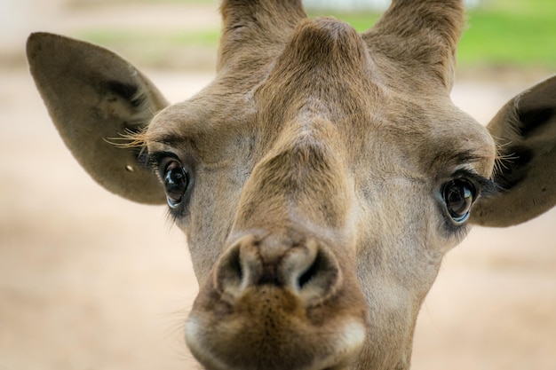 Portrait en gros plan d'une girafe