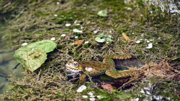 Portrait en gros plan d'une grenouille dans la tourbière. Sotchi