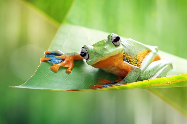 Portrait en gros plan d'une grenouille sur une feuille